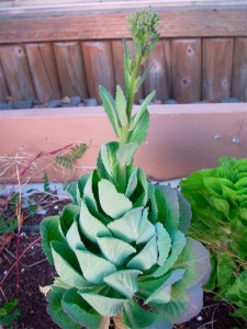 bolting cabbage