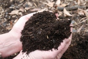 compost mulch