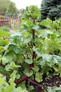 flowering beet