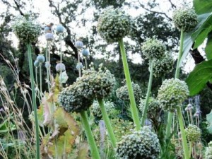 onion seeds