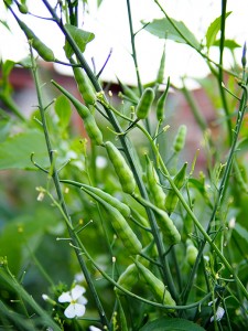 radish pods